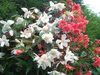 Tuberous rooted Begonias at their best now.