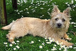 Lila the Cairn terrier - a bit older than 5 months here