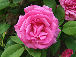 Zephirine Drouhin