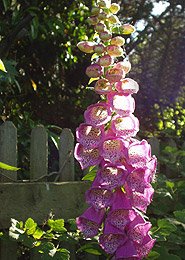 Buy foxglove seeds from Dobies on line