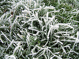 Stay off the frosty grass!