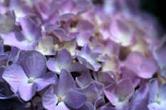 Blue Hydrangea macrophylla
