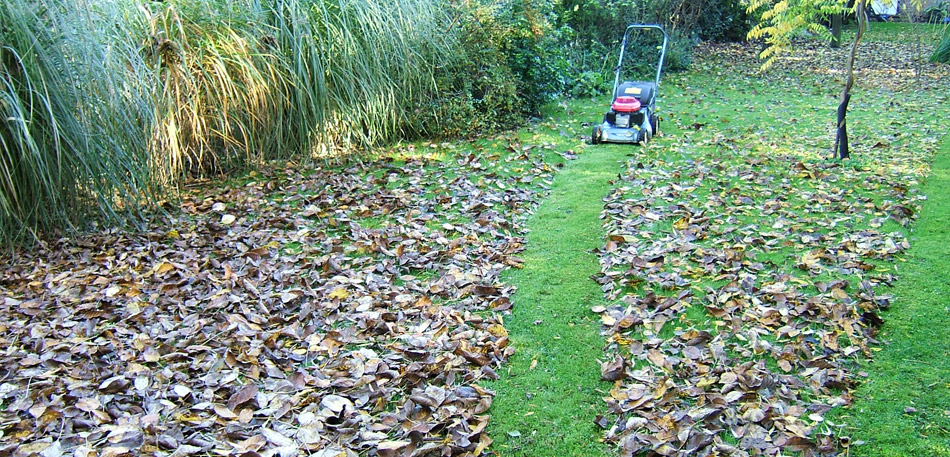 pick up autumn leaves with a lawn mower