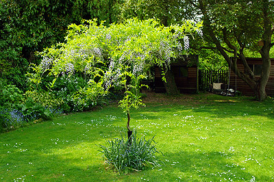 Standard Wisteria