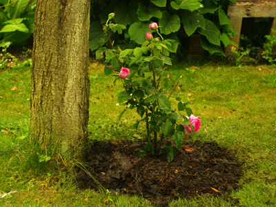 cutting turf to plant a tree