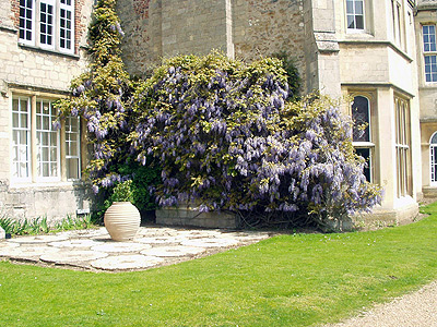 Mature wisteria growing up a country house