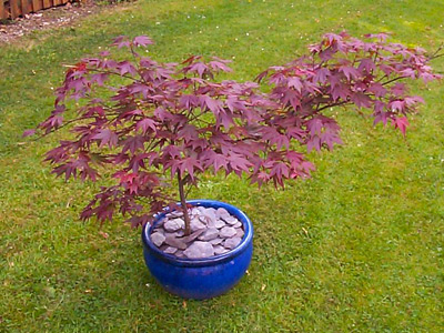 Acer palmatum atropurpureum in glazed blue container