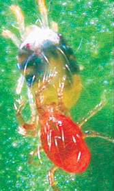 Natural Pest Control : Spider Mite Control