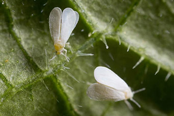 Whitefly