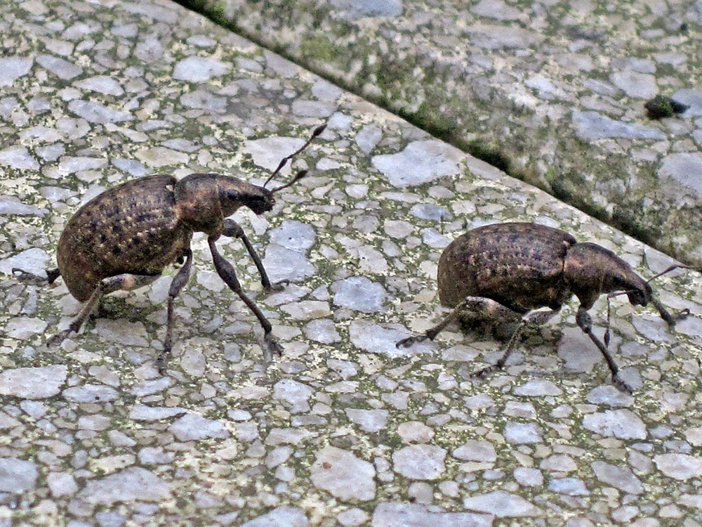 Vine Weevil Treatment & Control for Vine Weevil Larvae & Grubs