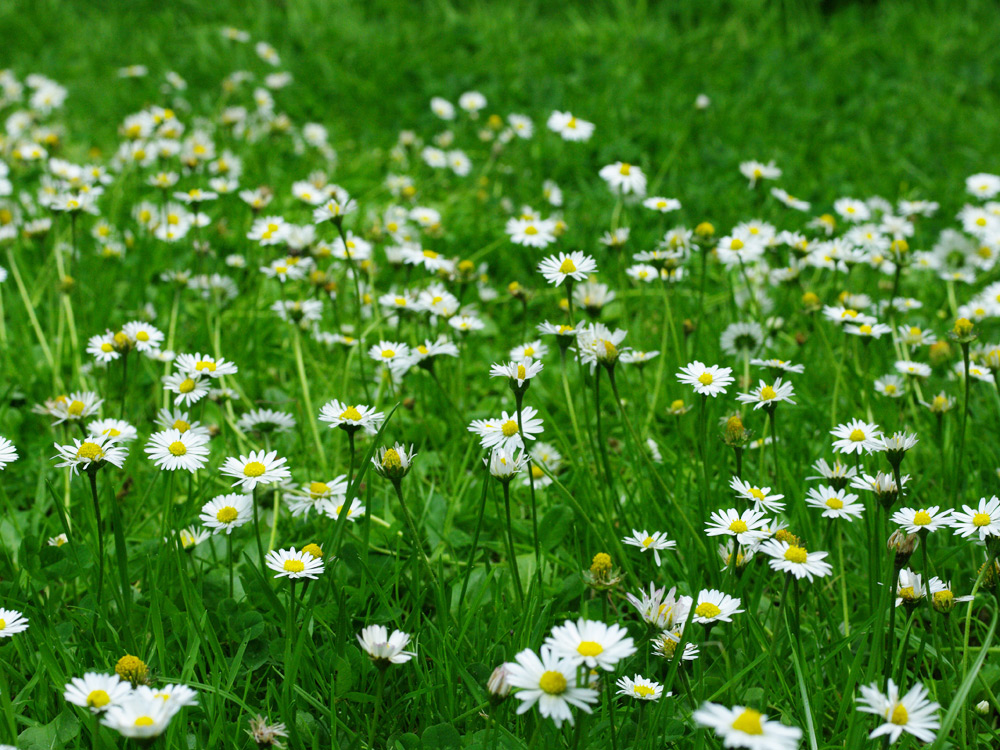 Weeds and weeding - how to get rid of perennial weeds
