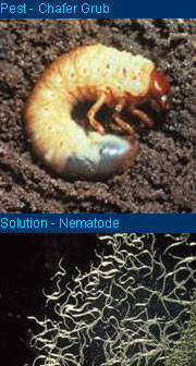 Chafer beetle larvae can be controlled by use of a nematode - neither are attractive