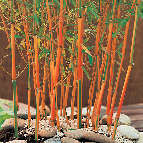 Buy bamboo plants