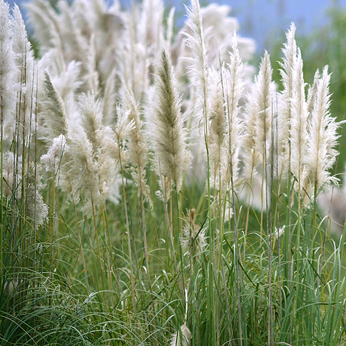 buy Pampas Grass - Cortaderia selloana - Grass