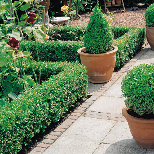 Buy box plants, hedging and topiary