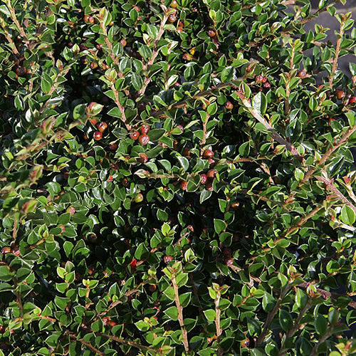 buy Cotoneaster hedging