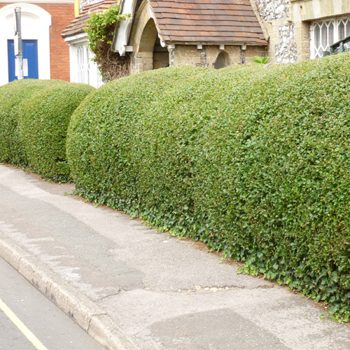 Buy 
							Privet hedging and plants