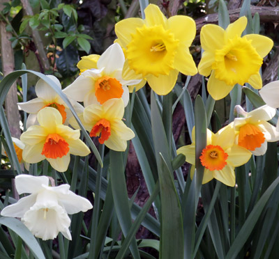 daffodils and narcissi