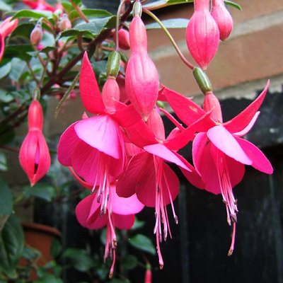 Pink Ballet Girl Fuchsia - Half Hardy