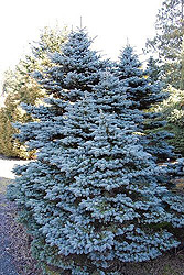 Colorado blue spruce - Picea Pungens